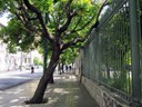 Treed Street, Athens