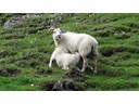 Horned sheep, Breiddalsvik to Djupivogur