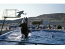 Killer whale (orca) show