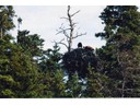 Bald eagle's nest feeding young on island on Fundy Tide Runners trip, Saint Andrews, New Brunswick, Canada