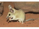 Flat-tailed Dunnart