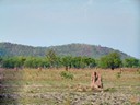 Cathedral Termite mounds