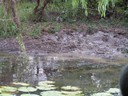 Water Buffalo mudding area