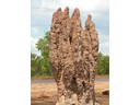 Cathedral Termites mounds