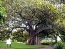 Sydney Royal Botanic Gardens and Domain-Big Fig Tree