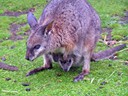 Wallaby and Baby