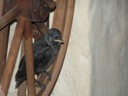 Black Bird nesting