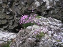 Flowers find a way to grow in rock