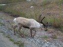 Reindeer along the road