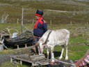 Sami (Lapp) reindeer herder