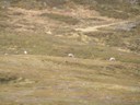 Reindeer herd on Mageroya Island