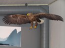 Sea Eagle at Lofoten House Gallery