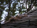 Sea Gulls nesting