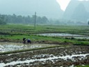 Working in Rice field