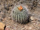 Catus along Lower Cliff Dwelling Trail