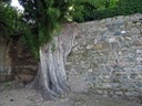 Old Tree in Wall