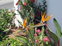 Bird of Paradise at Rest Stop