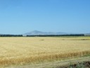 Wheat Field with Rif mountains in background