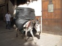 Amazing how much the Donkeys can carry