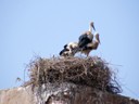 Storks on Roof tops