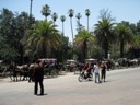 Horse Taxi line