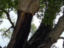 Cork Oak Tree Harvesting Marks