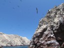Thousands of birds, Ballestas Islands, Paracas