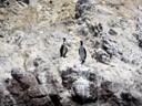Cormorants, Ballestas Islands, Paracas
