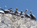 Pelicans, Ballestas Islands, Paracas