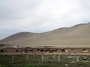 Cattle farm, San Luis to Lima