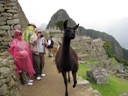 Llamas at Machu Picchu (Howard)