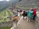 Llamas at Machu Picchu (Pat)