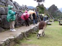 Machu Picchu (Pat)