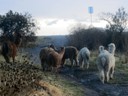Llama crossing