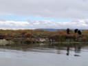 Wild pigs on floating Uros Islands