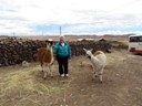 Pat with Llamas