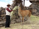 Farmer feeding llama