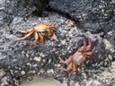 Sally lightfoot crabs