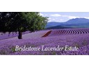 Bridestowe Lavender Farm