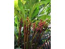 Claw Heliconia