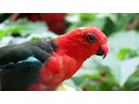 Male King-Parrot