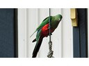 Female King-Parrot