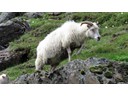 Horned sheep, Breiddalsvik to Djupivogur