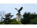 Gurul bird on Royal Palace