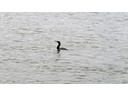 Cormorant fishing in Seine River