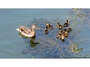 Ducks in Seine River