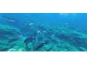 Nautilus Undersea Tour
